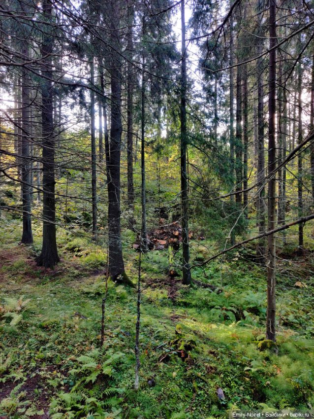 Карельские каникулы: Паасонвуори (фото 7)