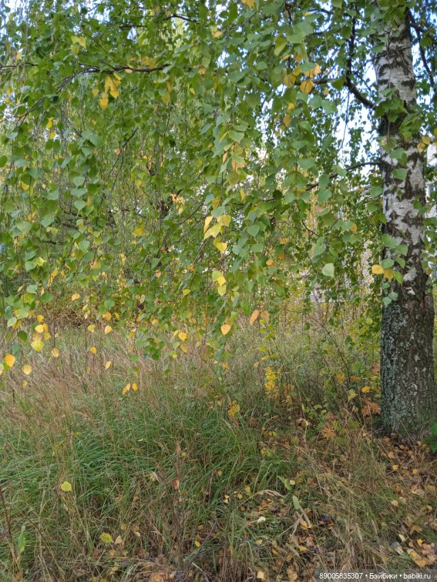 Рыжик и осень — Куклы с Алиэкспресс (Aliexpress): Китайские шарнирные (фото 8)