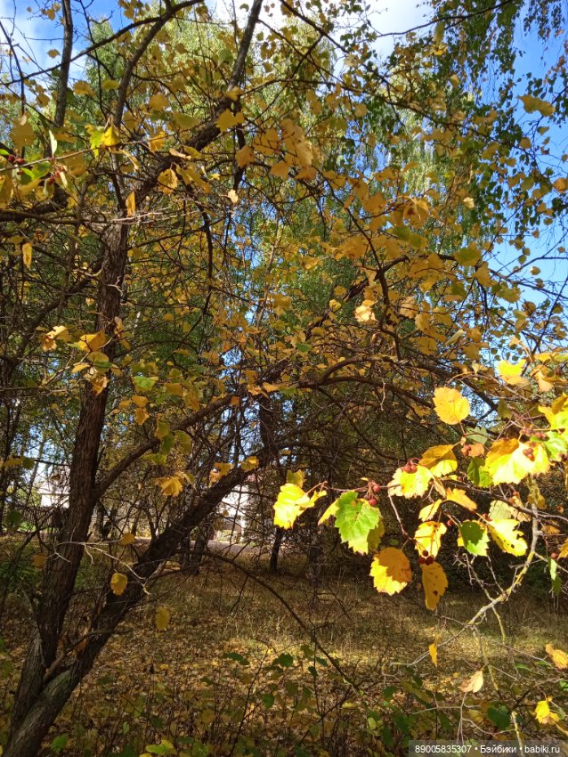 Рыжик и осень — Куклы с Алиэкспресс (Aliexpress): Китайские шарнирные