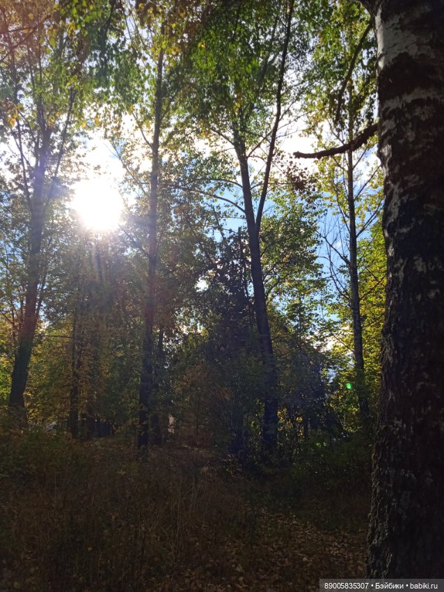 Рыжик и осень — Куклы с Алиэкспресс (Aliexpress): Китайские шарнирные