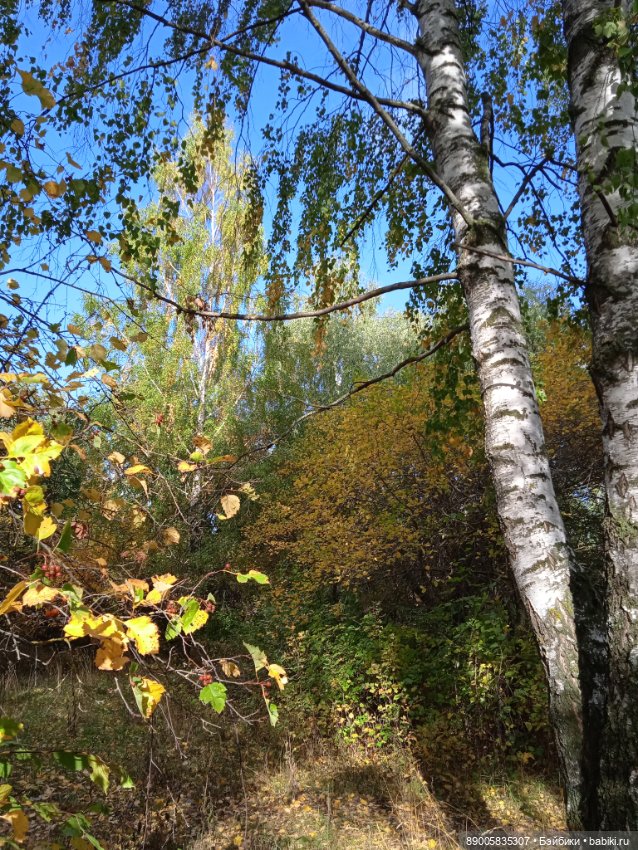 Рыжик и осень — Куклы с Алиэкспресс (Aliexpress): Китайские шарнирные