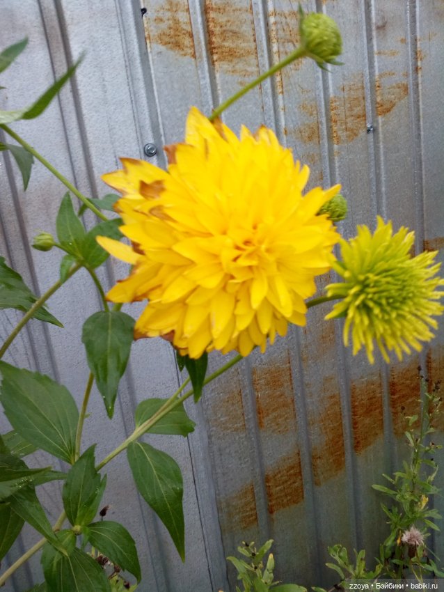 Сентябрь — Гибриды шарнирных кукол (не БЖД): подбор тела