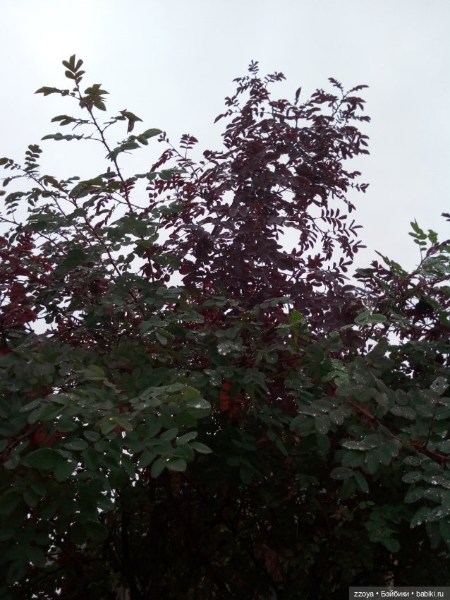 Сентябрь — Гибриды шарнирных кукол (не БЖД): подбор тела