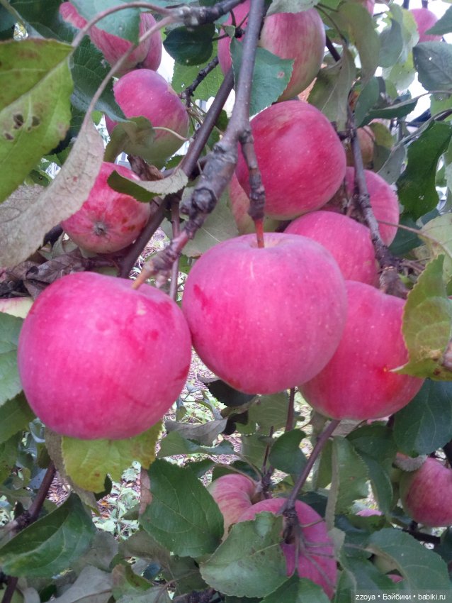 Сентябрь — Гибриды шарнирных кукол (не БЖД): подбор тела