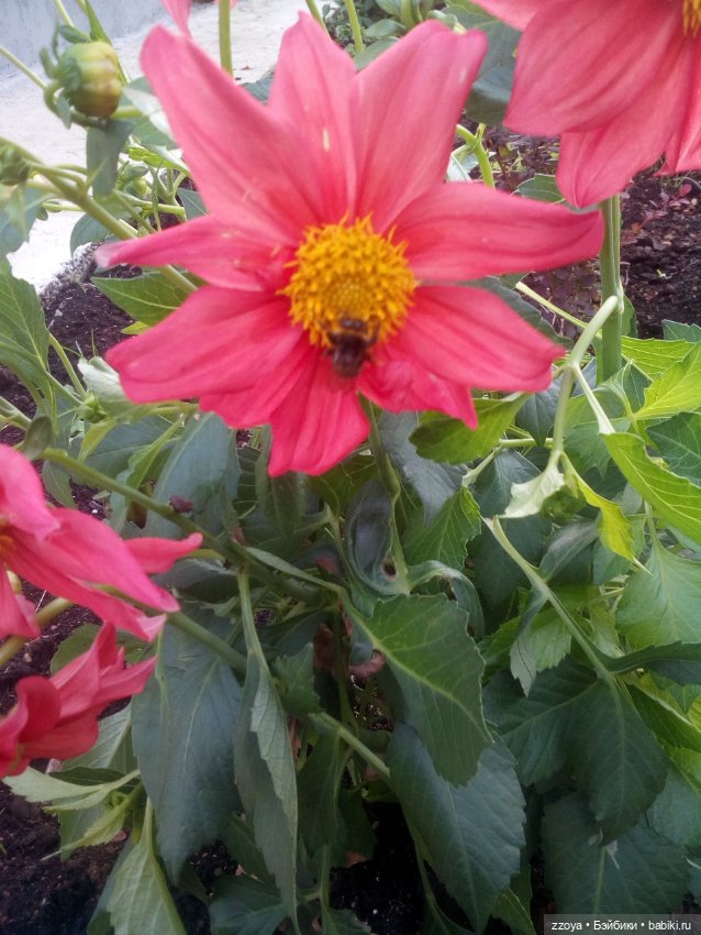 Сентябрь — Гибриды шарнирных кукол (не БЖД): подбор тела