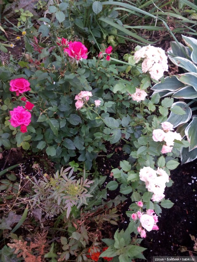 Сентябрь — Гибриды шарнирных кукол (не БЖД): подбор тела