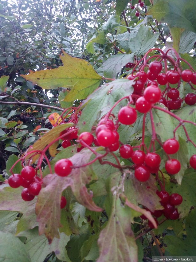 Сентябрь — Гибриды шарнирных кукол (не БЖД): подбор тела