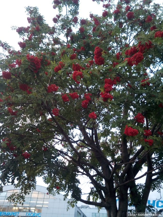 Сентябрь — Гибриды шарнирных кукол (не БЖД): подбор тела