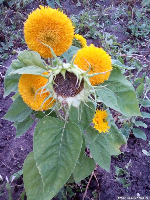 Сентябрь — Гибриды шарнирных кукол (не БЖД): подбор тела