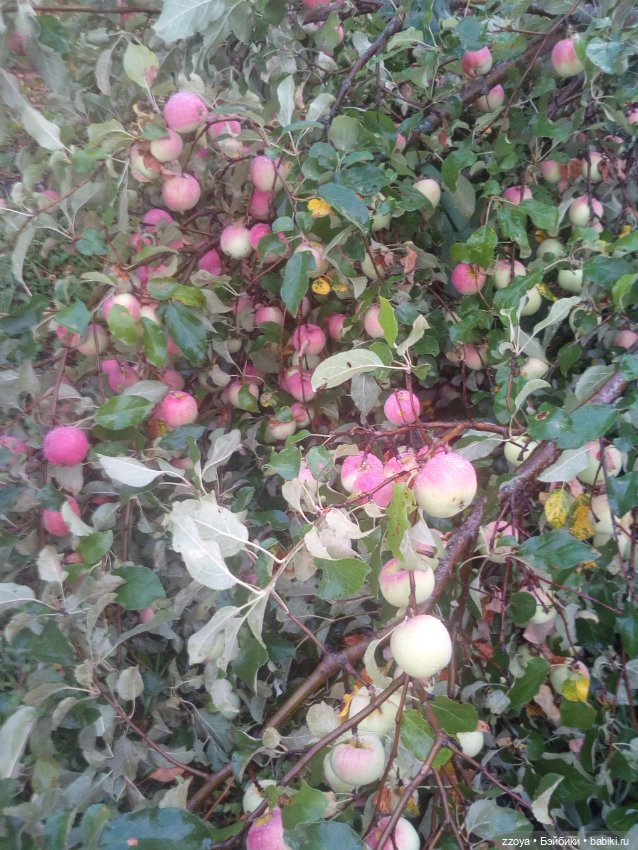 Сентябрь — Гибриды шарнирных кукол (не БЖД): подбор тела (фото 4)