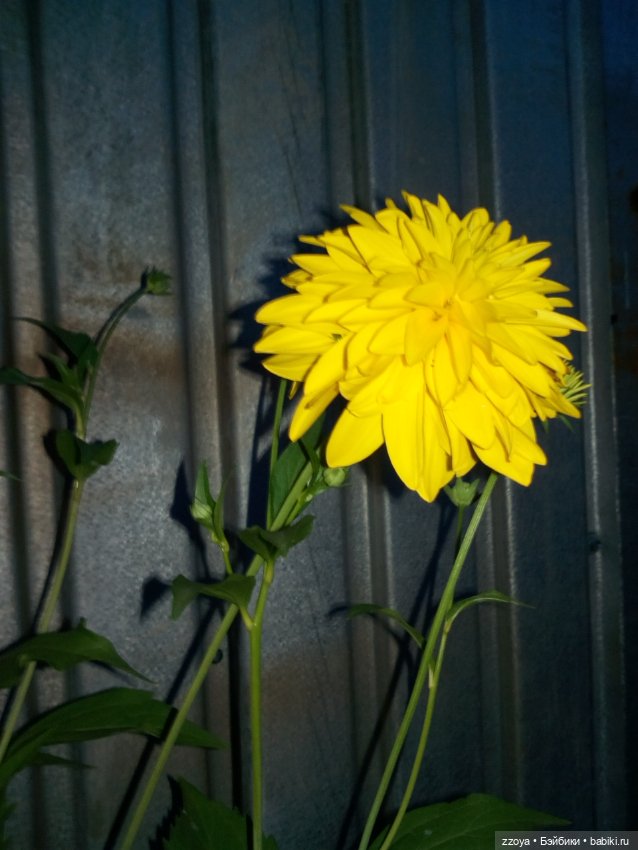 Сентябрь — Гибриды шарнирных кукол (не БЖД): подбор тела (фото 5)