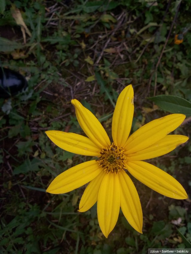 Сентябрь — Гибриды шарнирных кукол (не БЖД): подбор тела (фото 6)