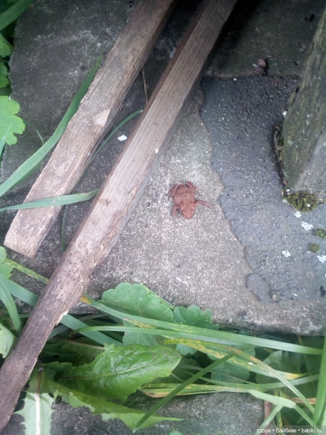 Сентябрь — Гибриды шарнирных кукол (не БЖД): подбор тела (фото 3)