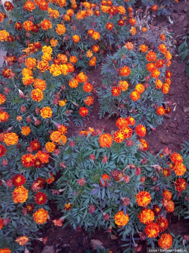 Сентябрь — Гибриды шарнирных кукол (не БЖД): подбор тела (фото 2)