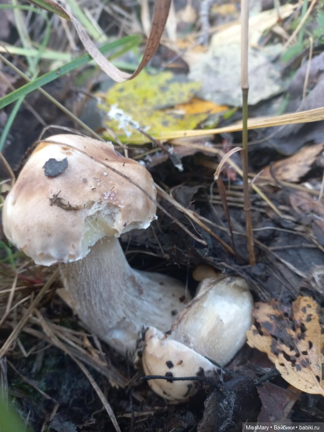 Как Миша и Сеня в лес ходили