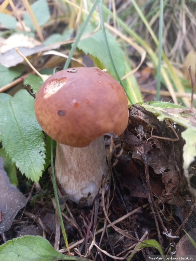 Как Миша и Сеня в лес ходили