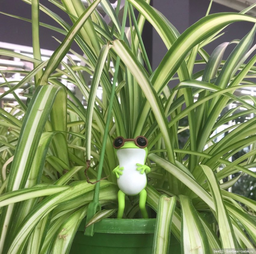 Лягушки Apo Frog от Twelvedot (фото 4)