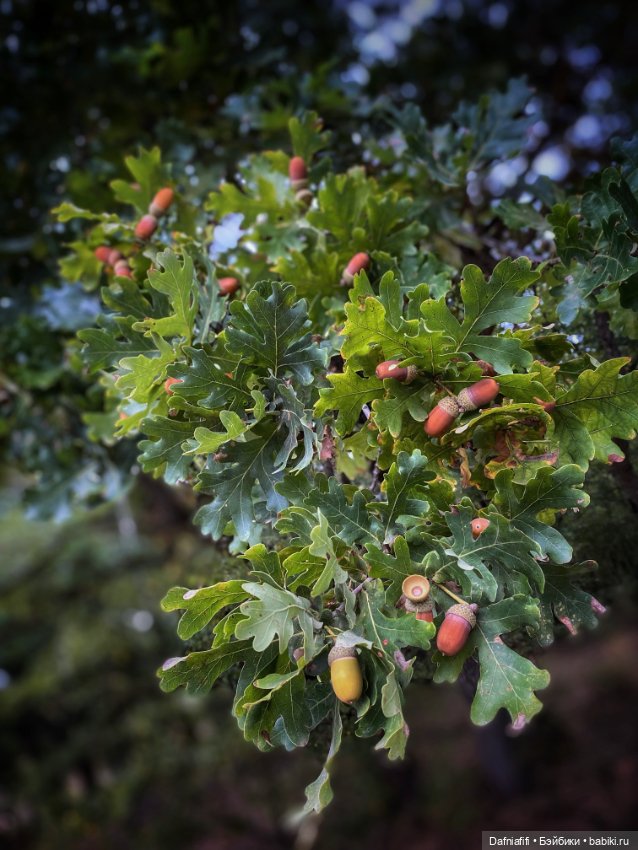 Цвет настроения красный — Куклы Ptichka Art Doll (Ирина Кузина): BJD