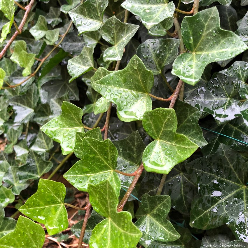 Дождливо — Авторские работы в частных коллекциях: домашние фото кукол и игрушек