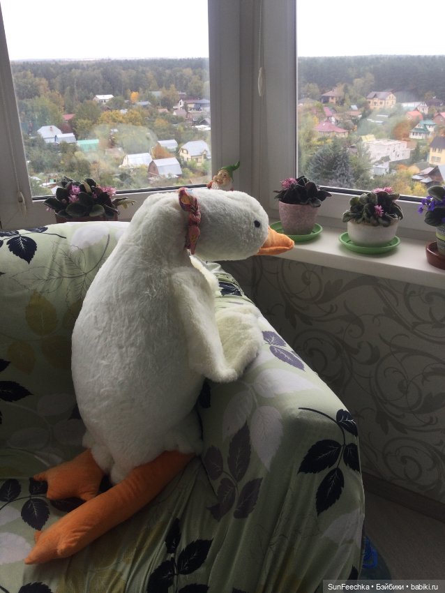 Гусемания у нас дома. Савелий 🪶 (фото 3)