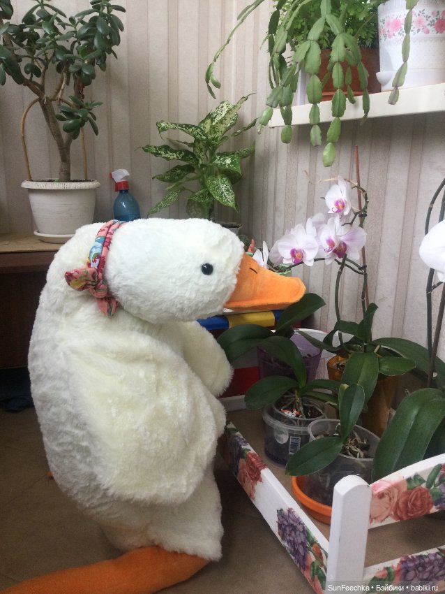 Гусемания у нас дома. Савелий 🪶 (фото 6)