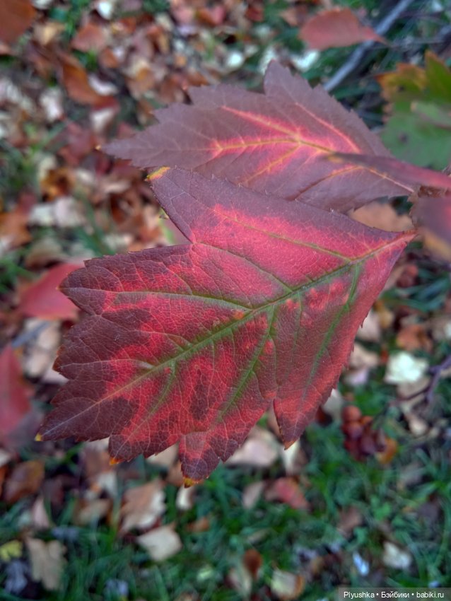 Осень и Мята — Домашние фото авторских кукол: личные коллекции