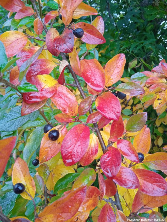 Осень и Мята — Домашние фото авторских кукол: личные коллекции (фото 8)