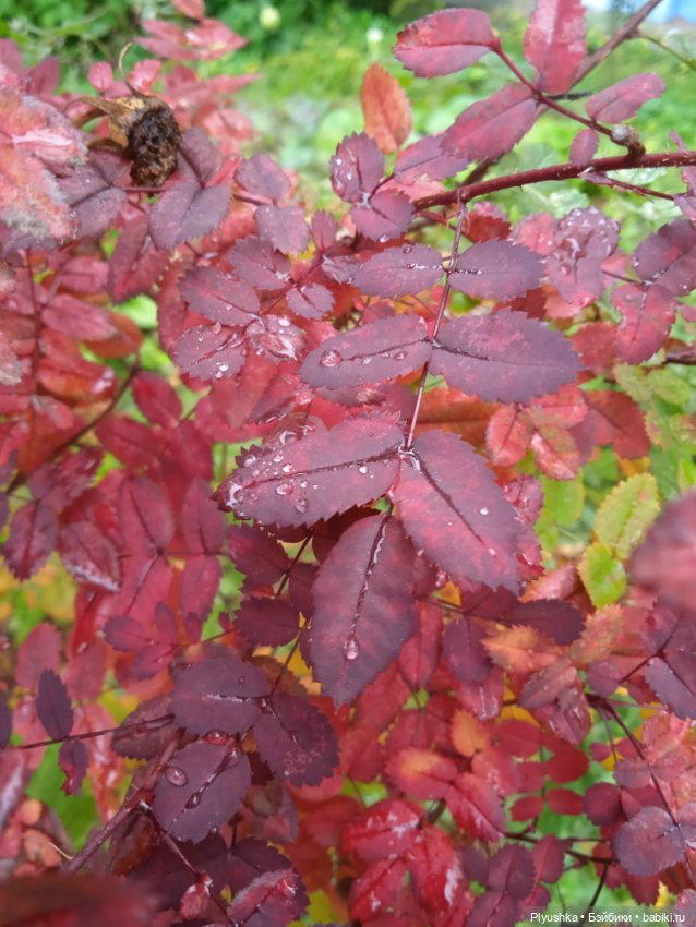 Осень и Мята — Домашние фото авторских кукол: личные коллекции (фото 10)