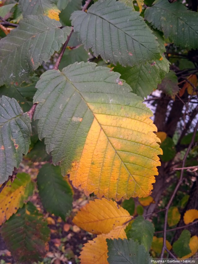 Осень и Мята — Домашние фото авторских кукол: личные коллекции (фото 6)