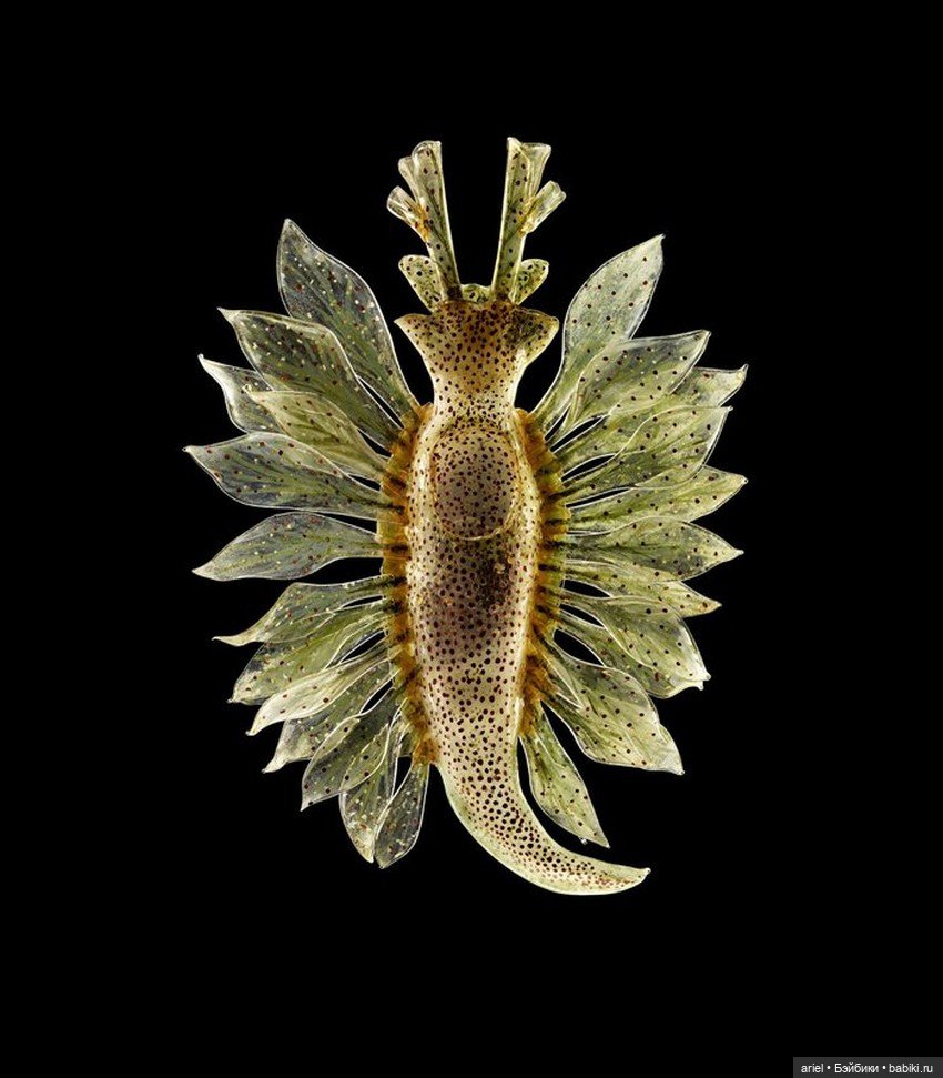 Изысканные стеклянные изделия Леопольда и Рудольфа Блашка (Leopold, Rudolf Blaschka) (фото 6)