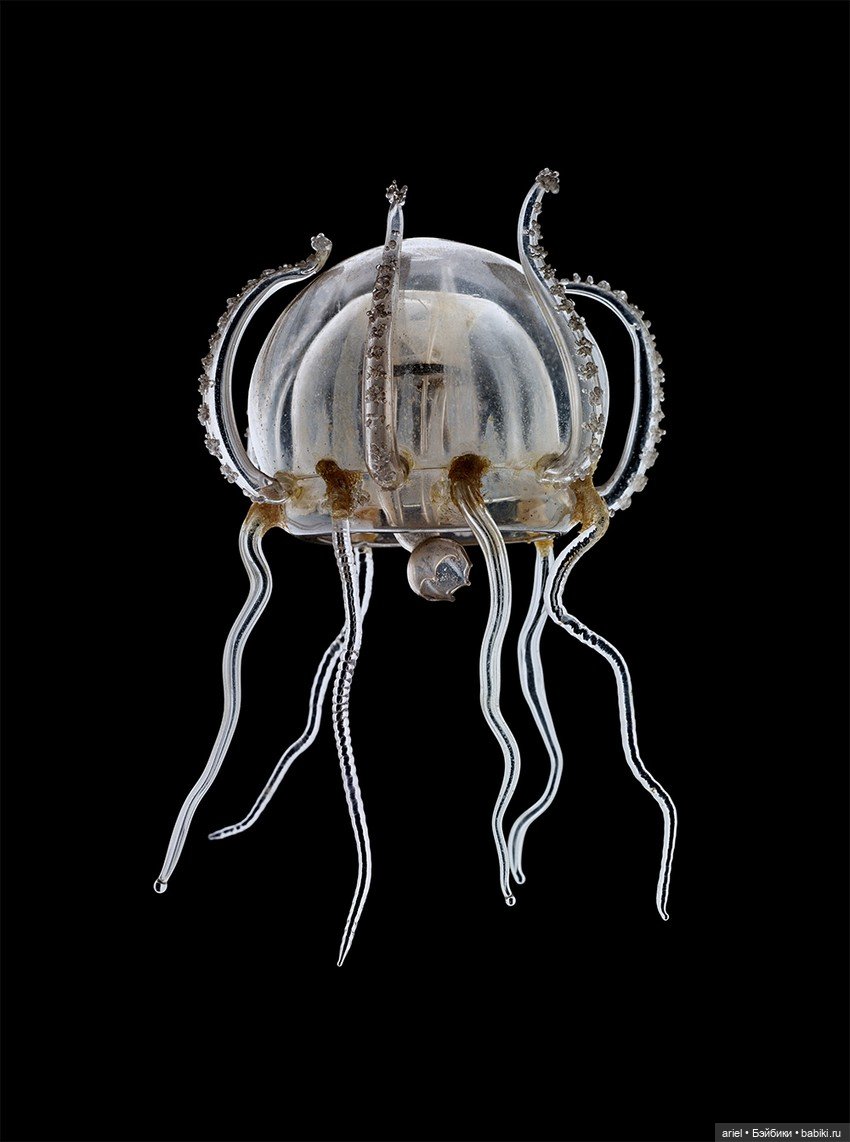 Изысканные стеклянные изделия Леопольда и Рудольфа Блашка (Leopold, Rudolf Blaschka) (фото 4)