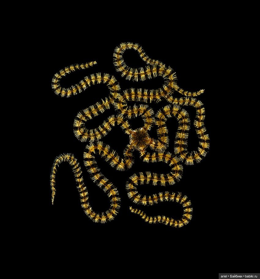 Изысканные стеклянные изделия Леопольда и Рудольфа Блашка (Leopold, Rudolf Blaschka) (фото 7)