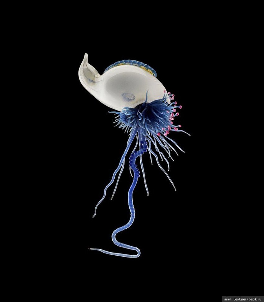 Изысканные стеклянные изделия Леопольда и Рудольфа Блашка (Leopold, Rudolf Blaschka)