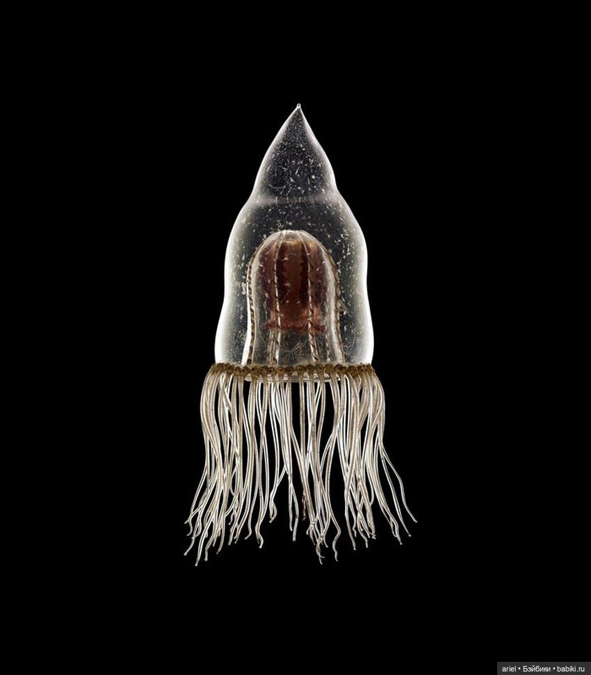 Изысканные стеклянные изделия Леопольда и Рудольфа Блашка (Leopold, Rudolf Blaschka)