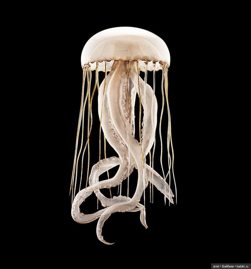 Изысканные стеклянные изделия Леопольда и Рудольфа Блашка (Leopold, Rudolf Blaschka)