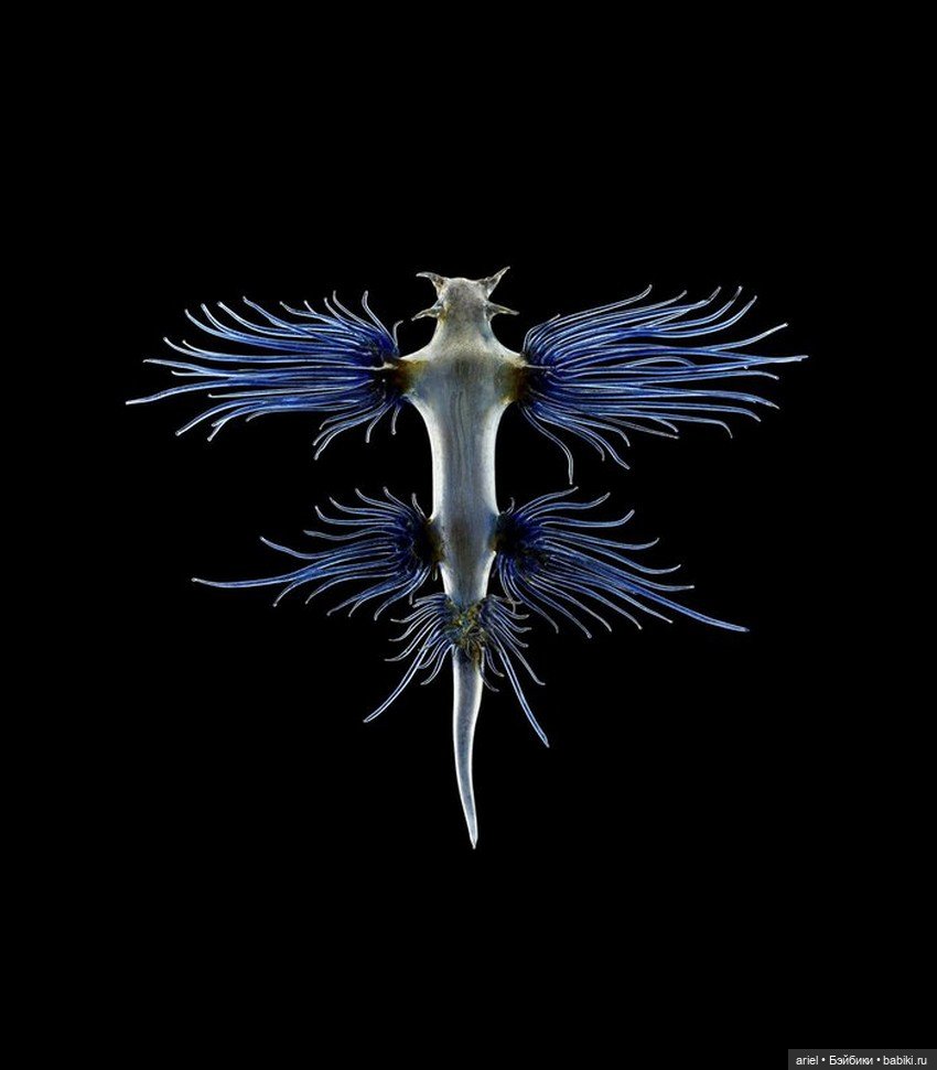 Изысканные стеклянные изделия Леопольда и Рудольфа Блашка (Leopold, Rudolf Blaschka)