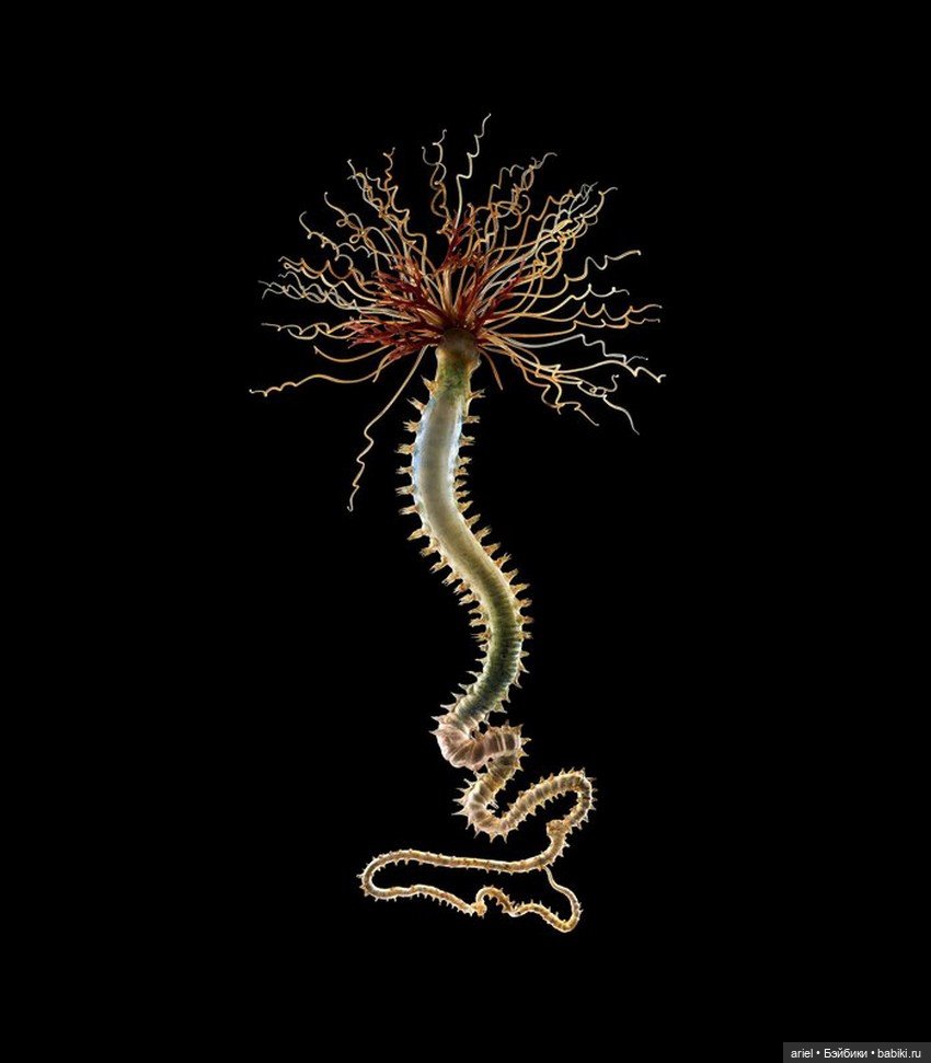 Изысканные стеклянные изделия Леопольда и Рудольфа Блашка (Leopold, Rudolf Blaschka)