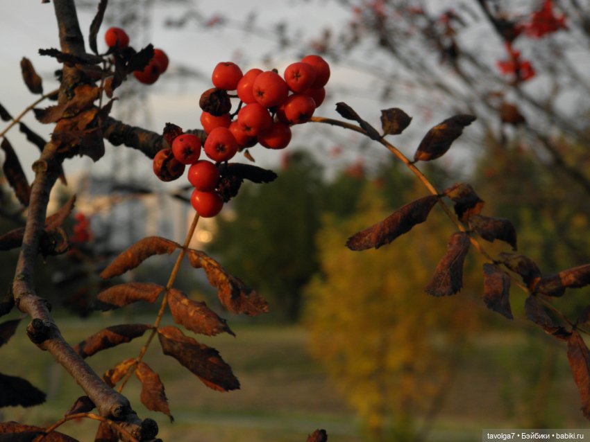 Октябрь — Игровые куклы разных производителей (Разное): редкие бренды