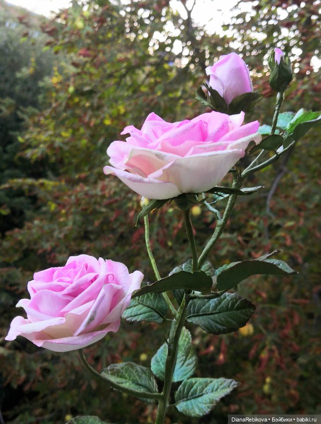 Светильник Веточка розы — Авторские украшения и аксессуары для кукол: фото (фото 2)