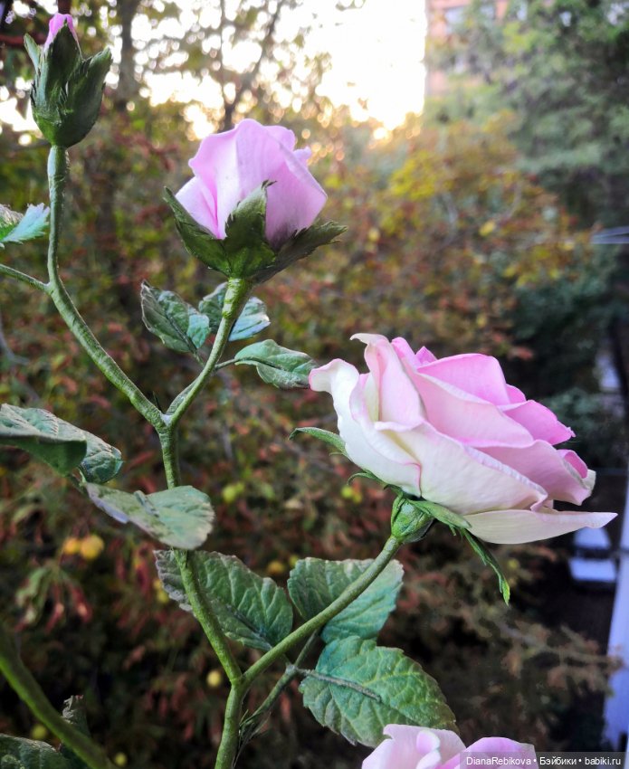 Светильник Веточка розы — Авторские украшения и аксессуары для кукол: фото (фото 3)