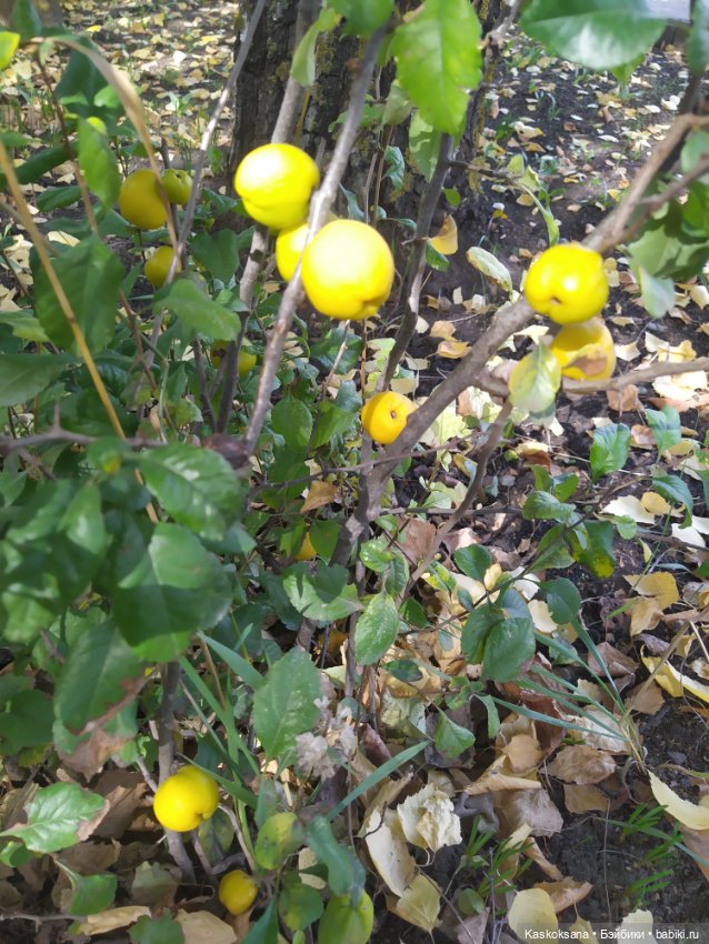 Осень Дианы — Игровые куклы разных производителей (Разное): редкие бренды