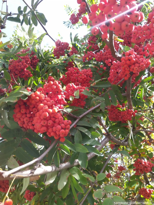 Осень Дианы — Игровые куклы разных производителей (Разное): редкие бренды