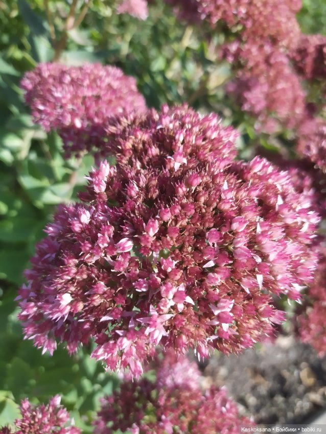 Осень Дианы — Игровые куклы разных производителей (Разное): редкие бренды