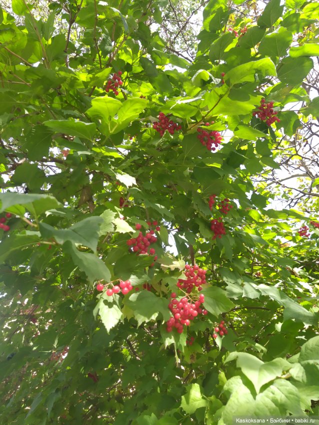 Осень Дианы — Игровые куклы разных производителей (Разное): редкие бренды (фото 10)