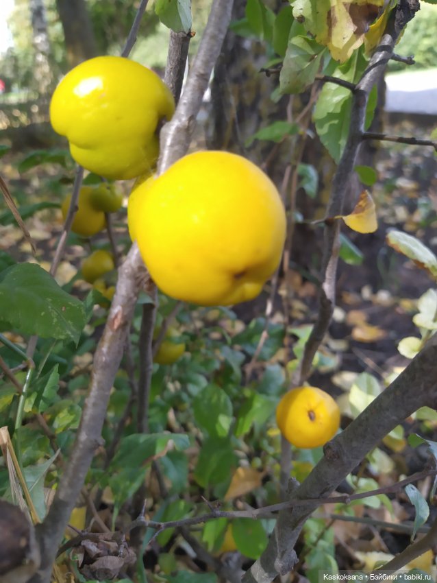 Осень Дианы — Игровые куклы разных производителей (Разное): редкие бренды