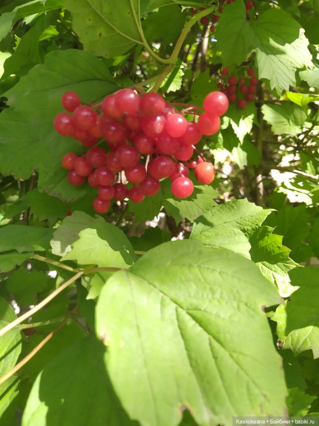 Осень Дианы — Игровые куклы разных производителей (Разное): редкие бренды (фото 7)