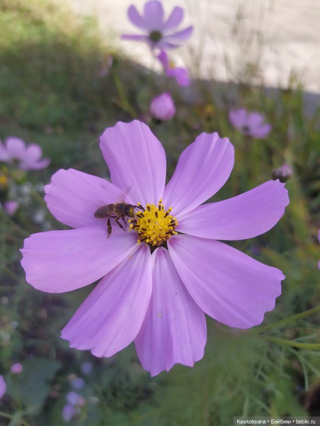 Осень Дианы — Игровые куклы разных производителей (Разное): редкие бренды