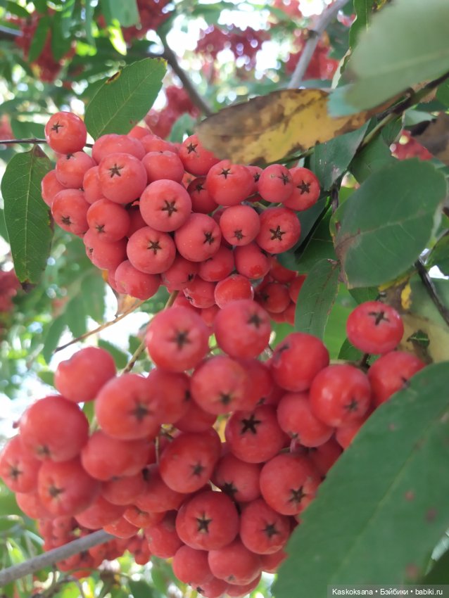 Осень Дианы — Игровые куклы разных производителей (Разное): редкие бренды (фото 3)