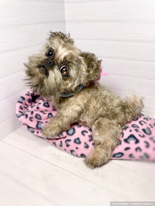 Blondie🐾 — Реалистичные игрушки и звери (Натюр): собаки