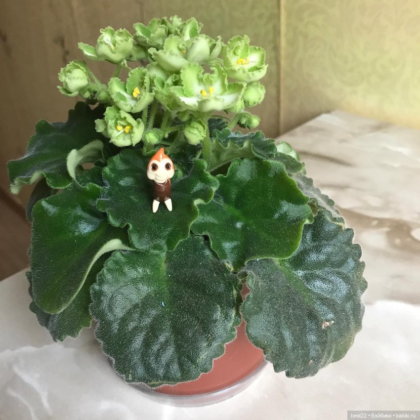 Noi от Wonder Frog — Фигурки Studio